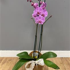 Phalaenopsis orchid 